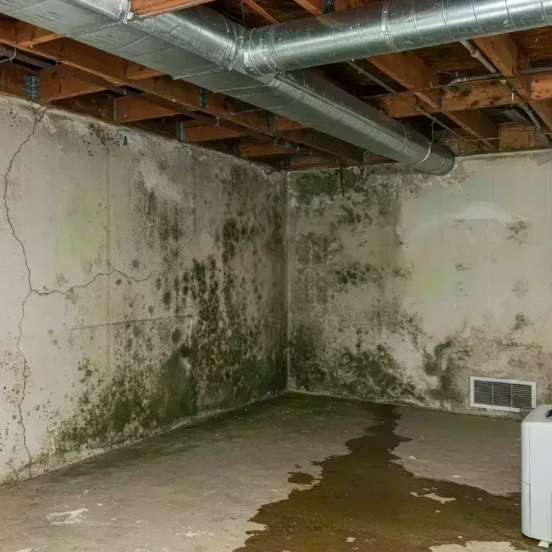 Professional Mold Removal in Palm River-Clair Mel, FL